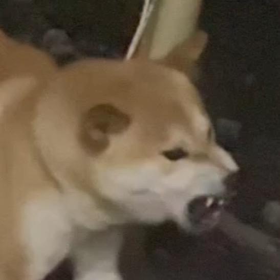 土狗爱瞎搞.powa