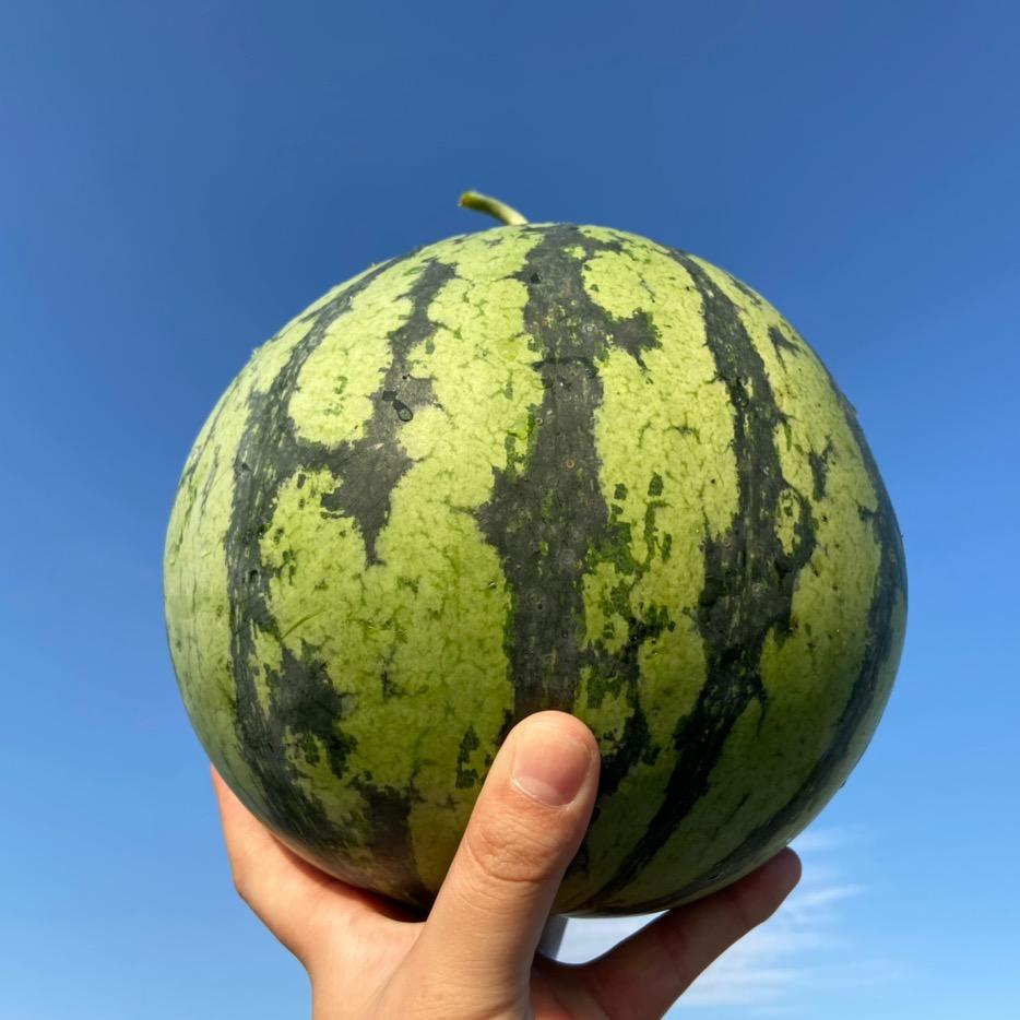 西班牙馅饼