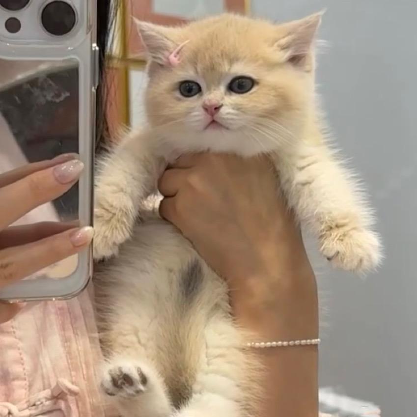 一只墩墩🐱