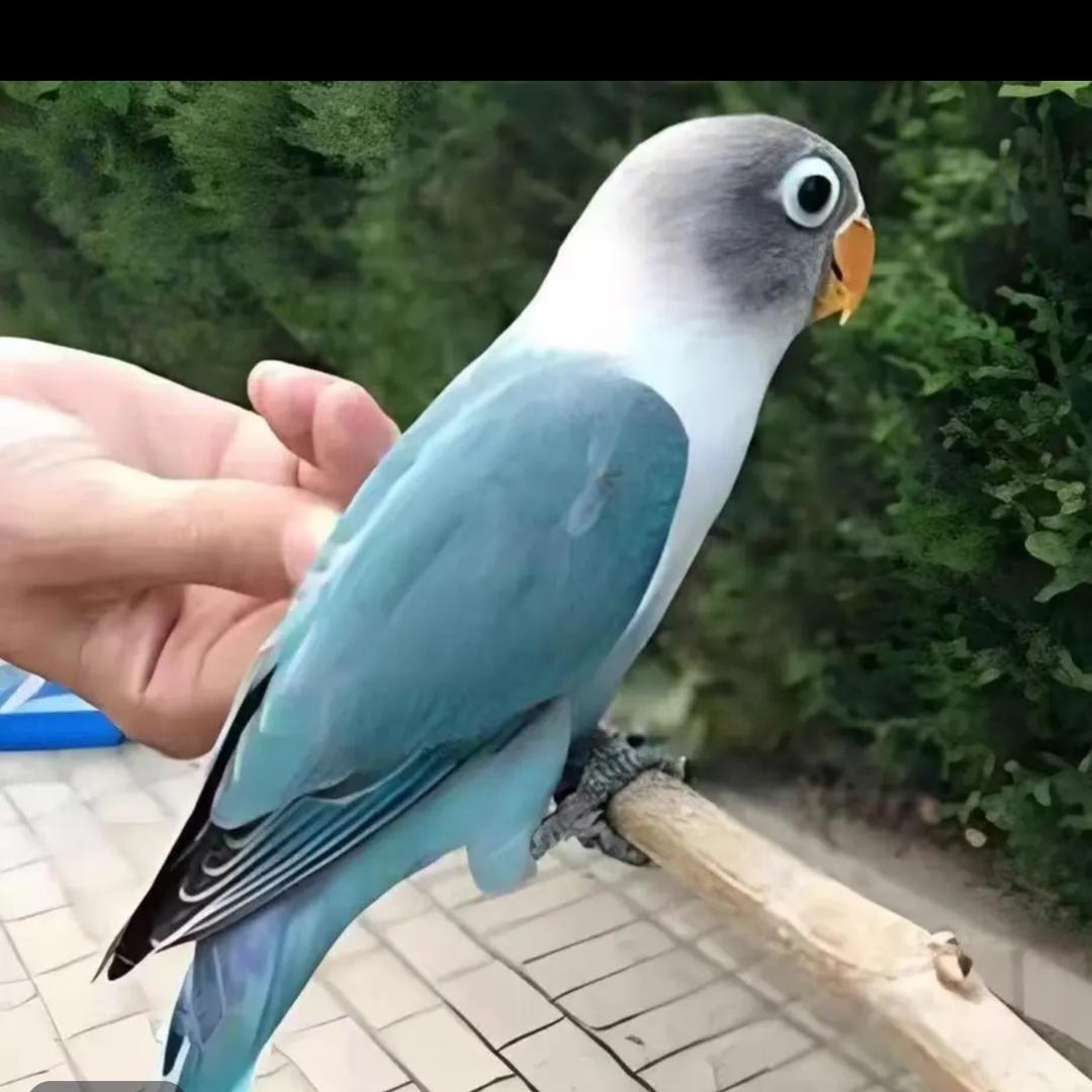 百鸟巢