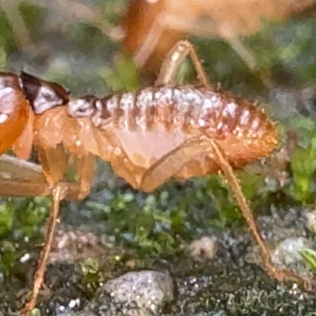 白蚁鸡枞菌民科伪科学打假