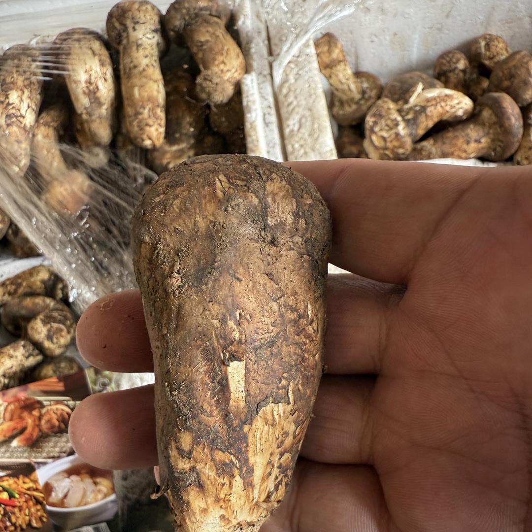 云南老康农特产野生菌
