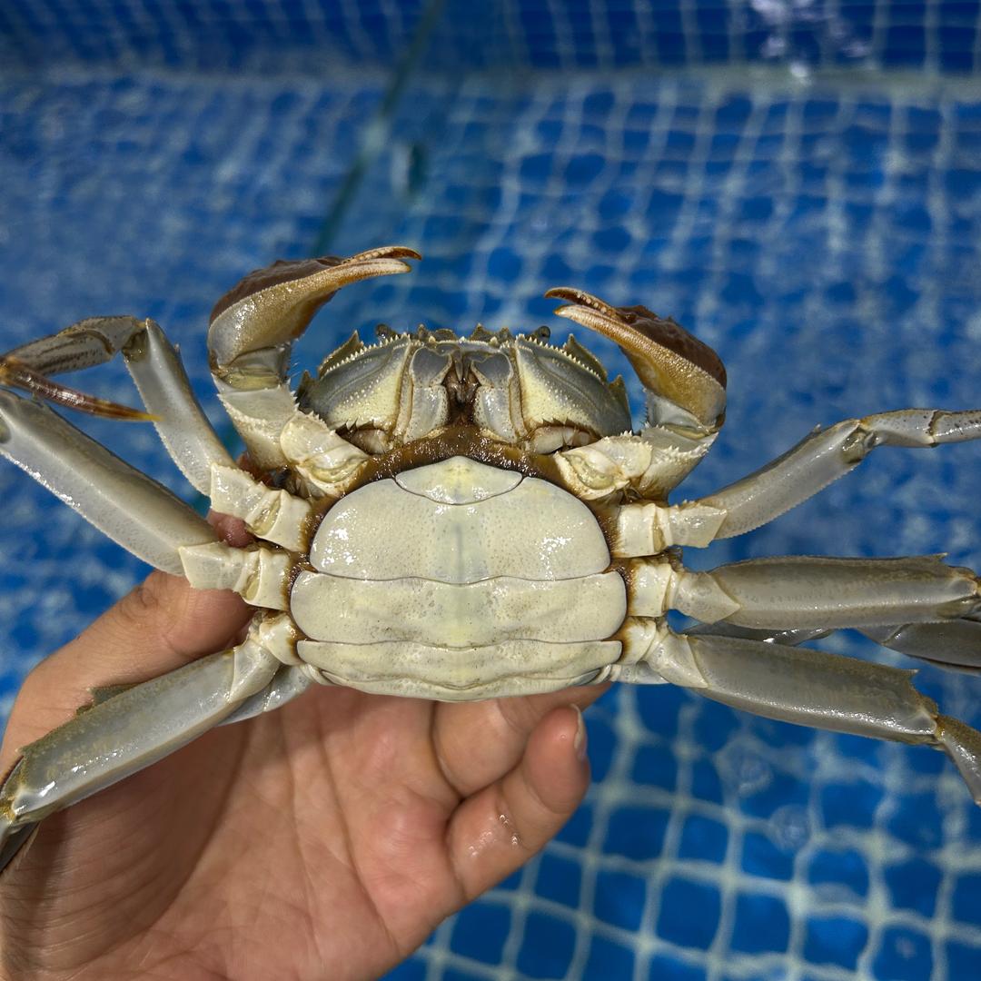 徐州·螃蟹批发零售