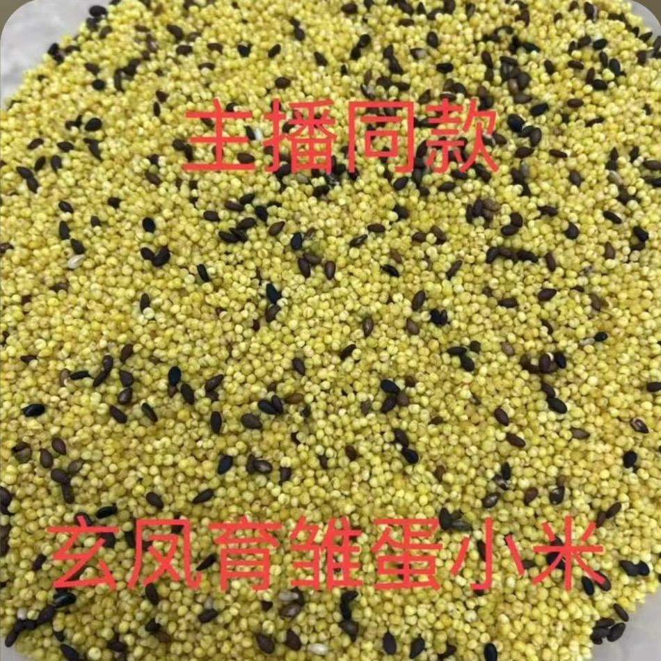 鹦鹉小食光