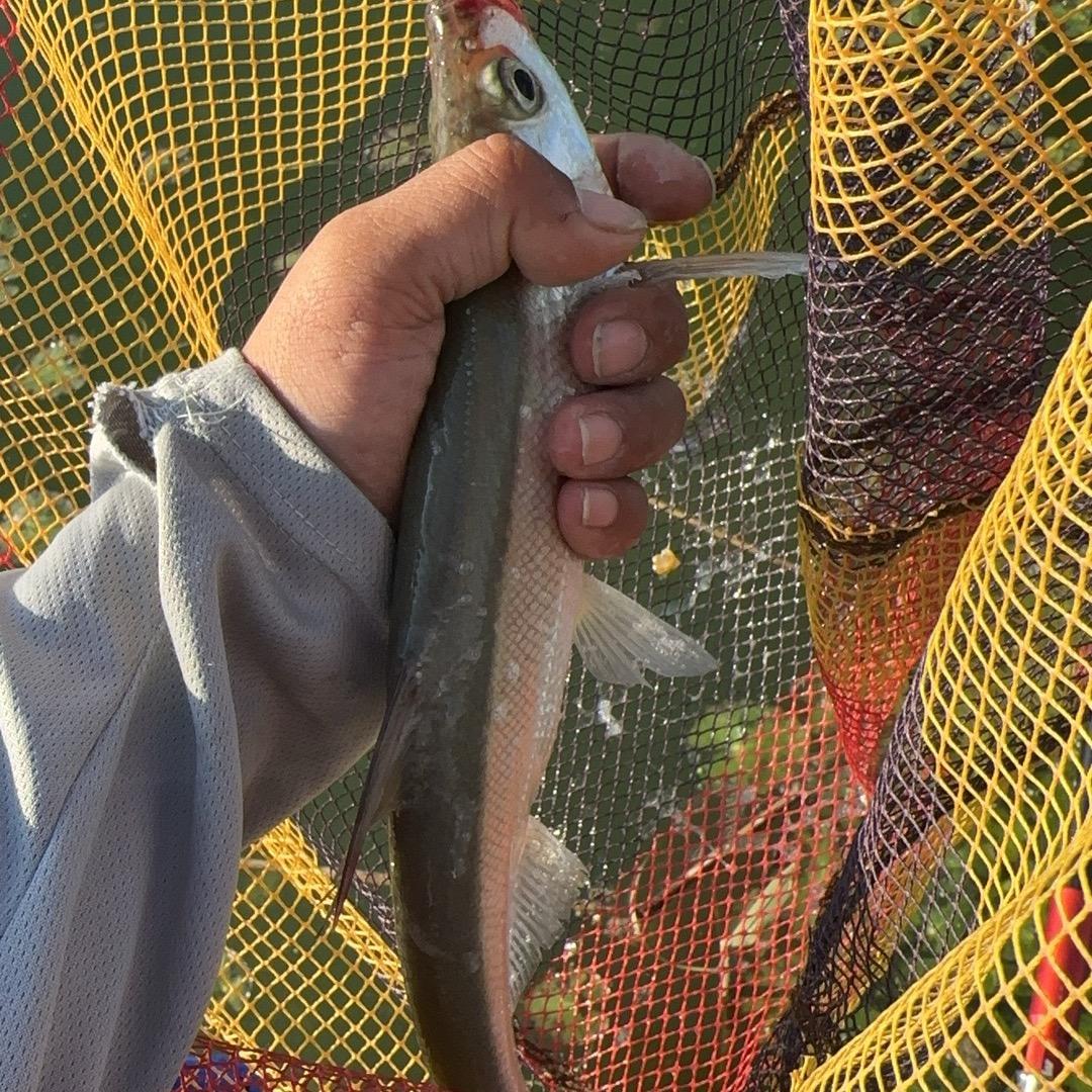 业余钓鱼爱好者（空军大师保持着）