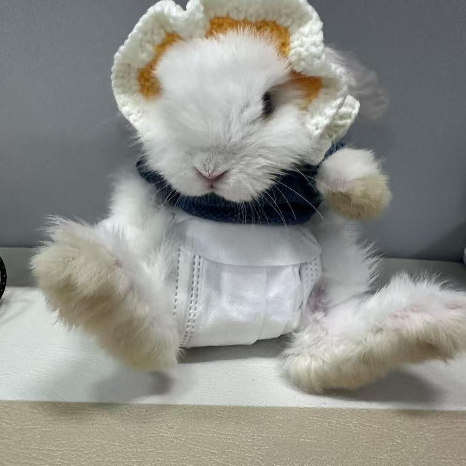 雪球🐰