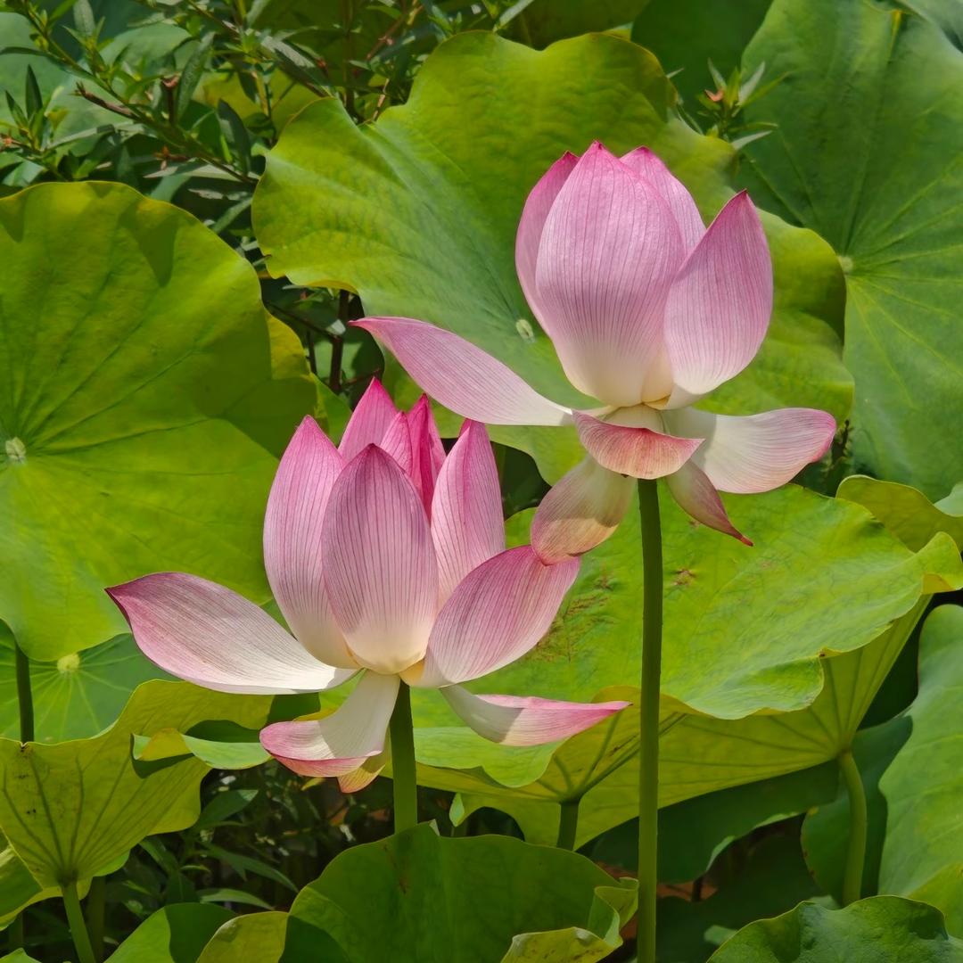 郝嘉在