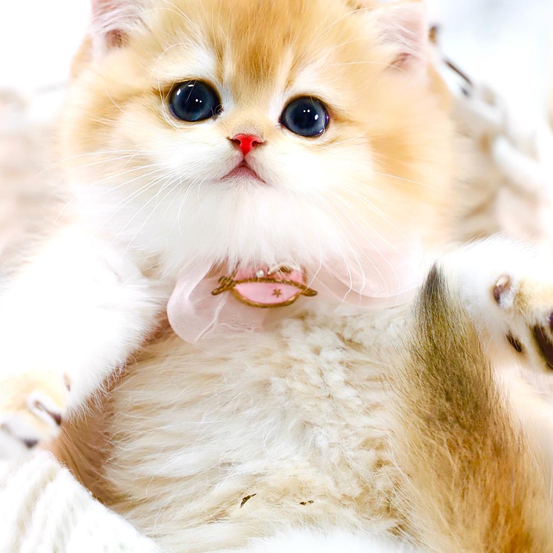 可爱们的黄金树屋