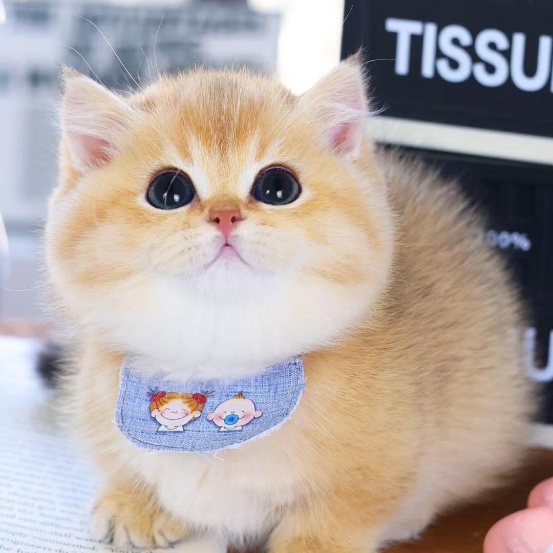 誉宠宠物