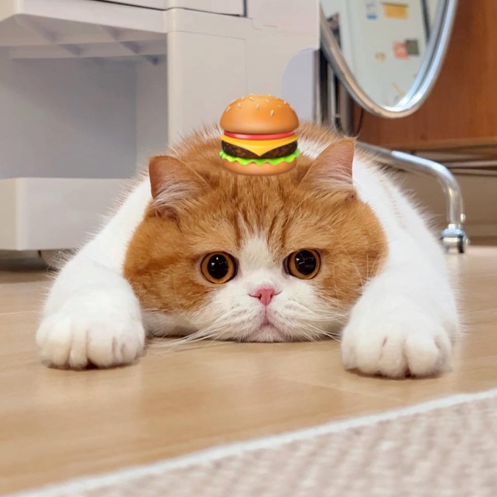 屁坨不是猪（减肥中）