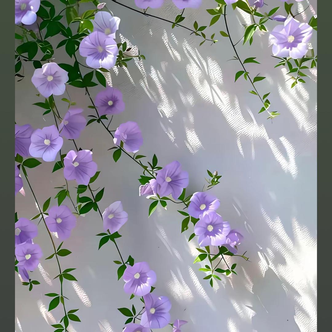 葡萄🍇