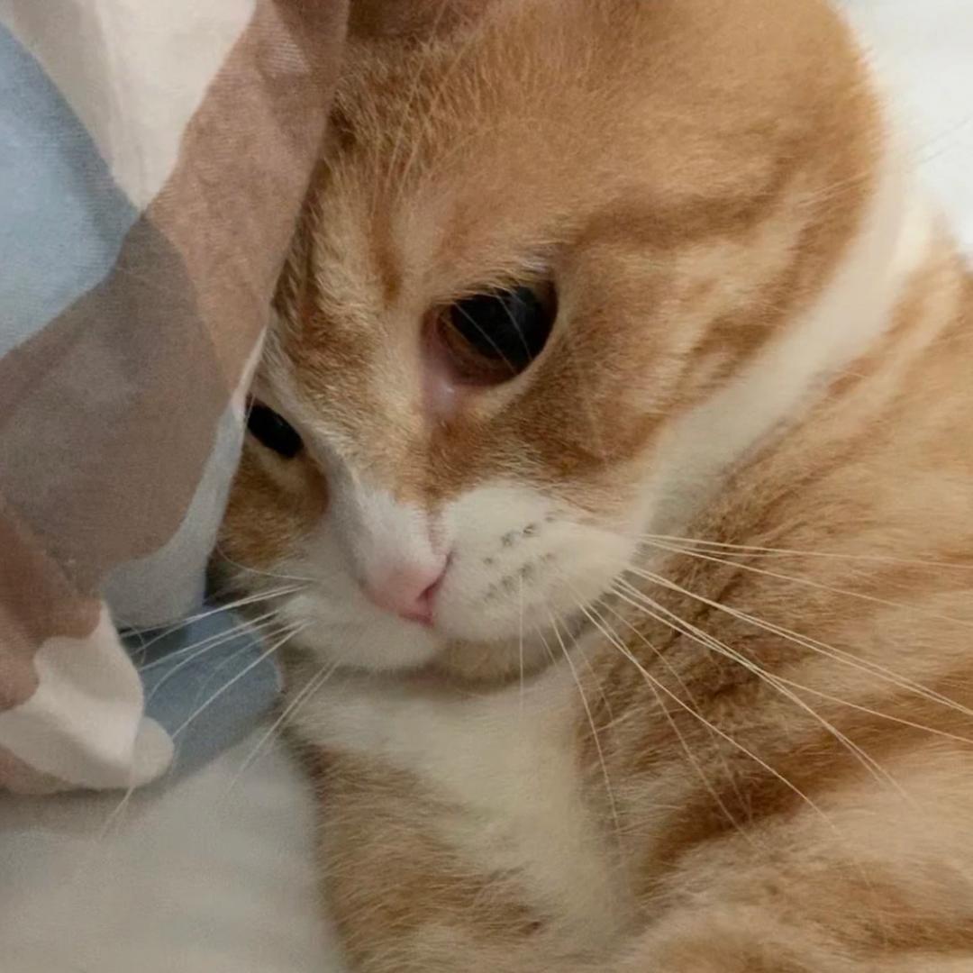 歪歪