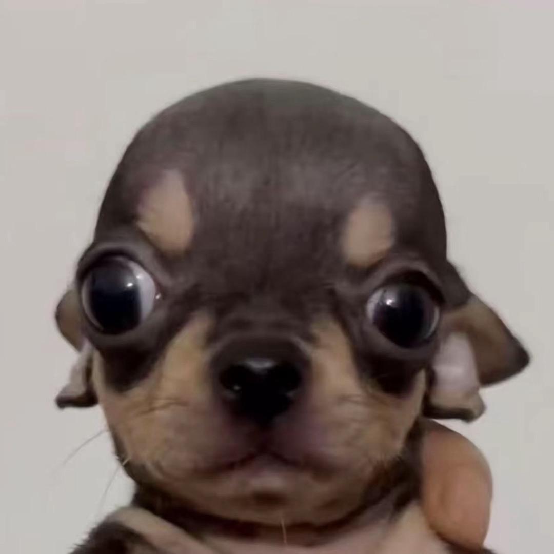 劲仔小吉