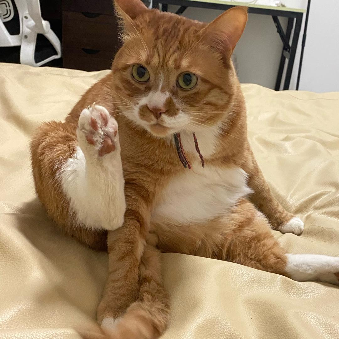 金奋奋（发疯版🤪）