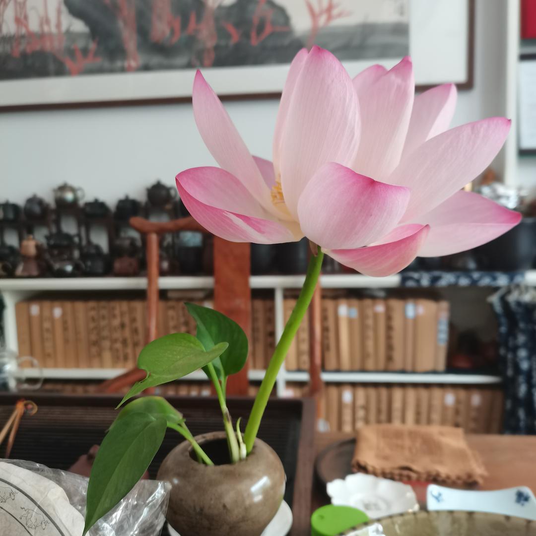 小葱明水肥打药机