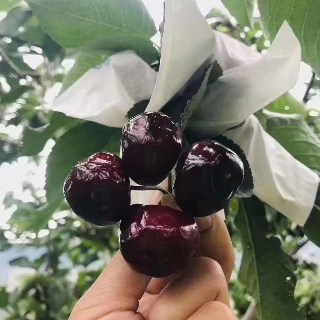 A-果之鲜🍒