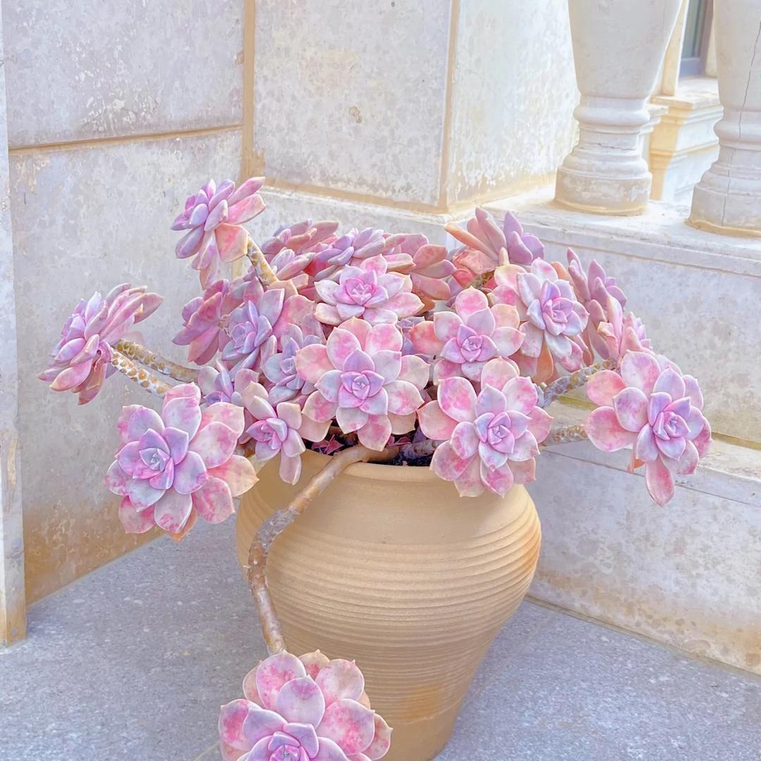 绿植花园