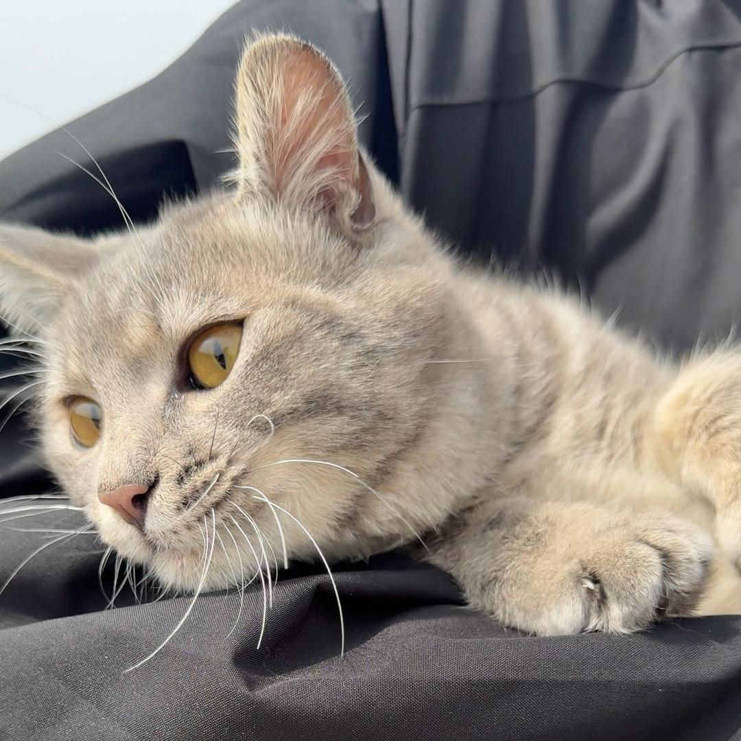 王德发和他的猫