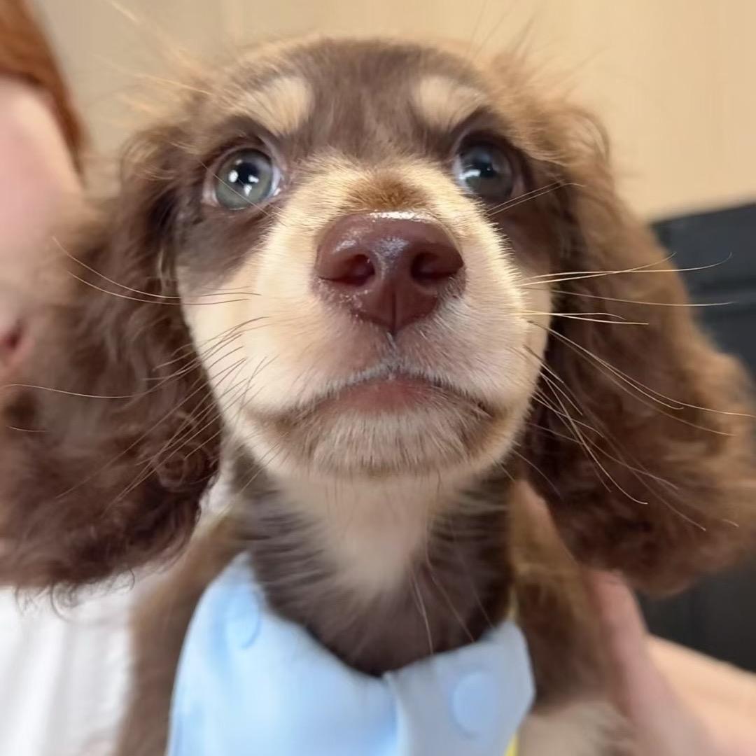 都都团团の小狗星球🐾