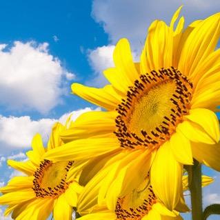 🌻向日葵