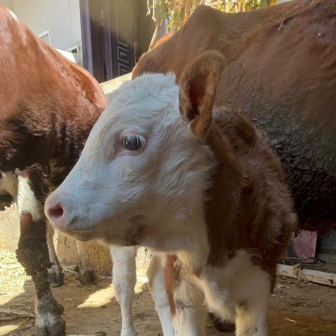 多巴胺́‘`哞总`