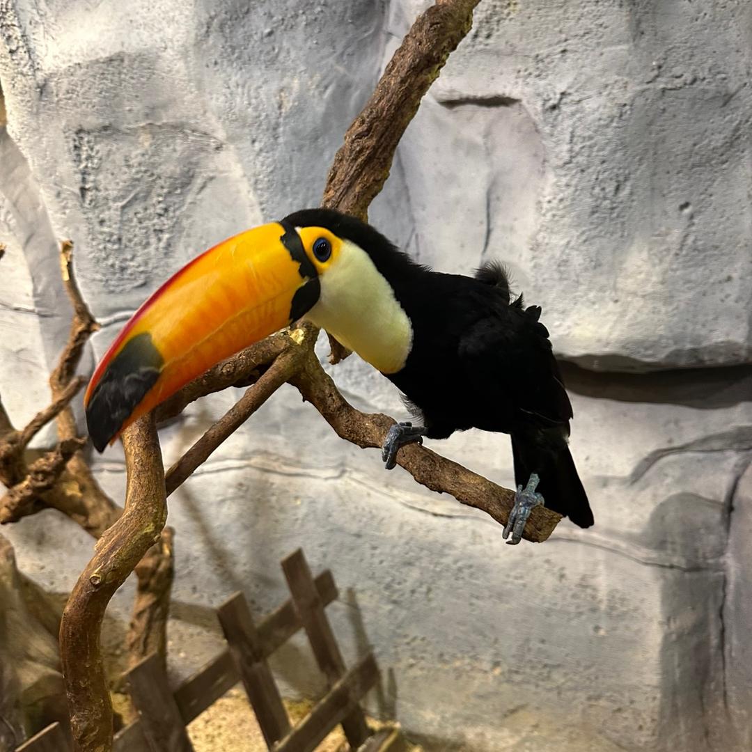 李李家手养鹦鹉