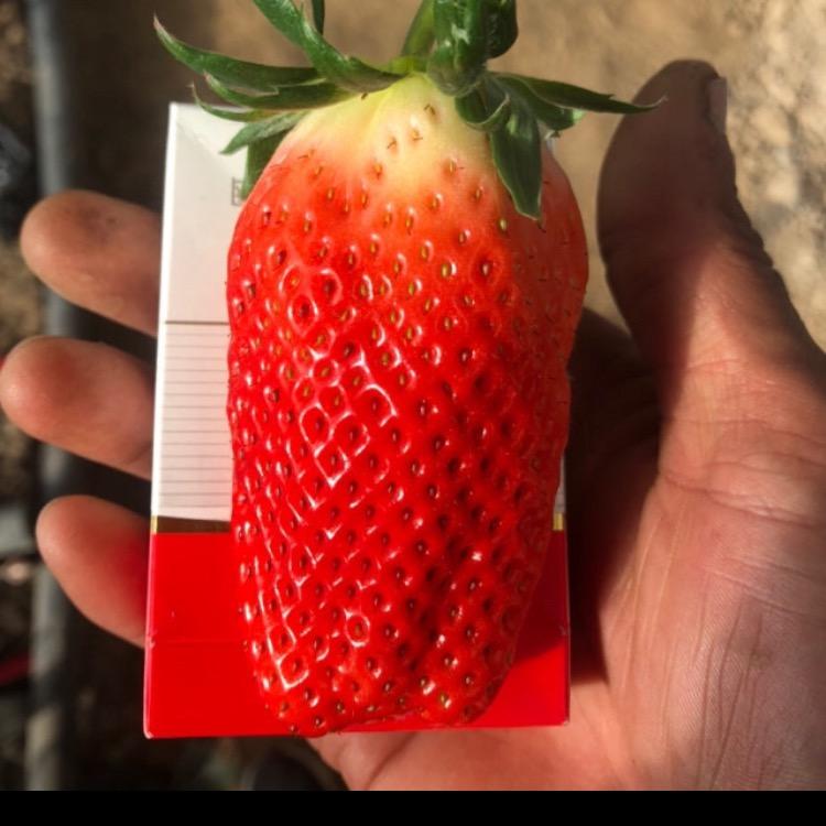 周文王