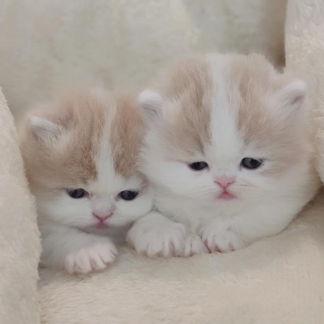 Mihee羊和猪咪