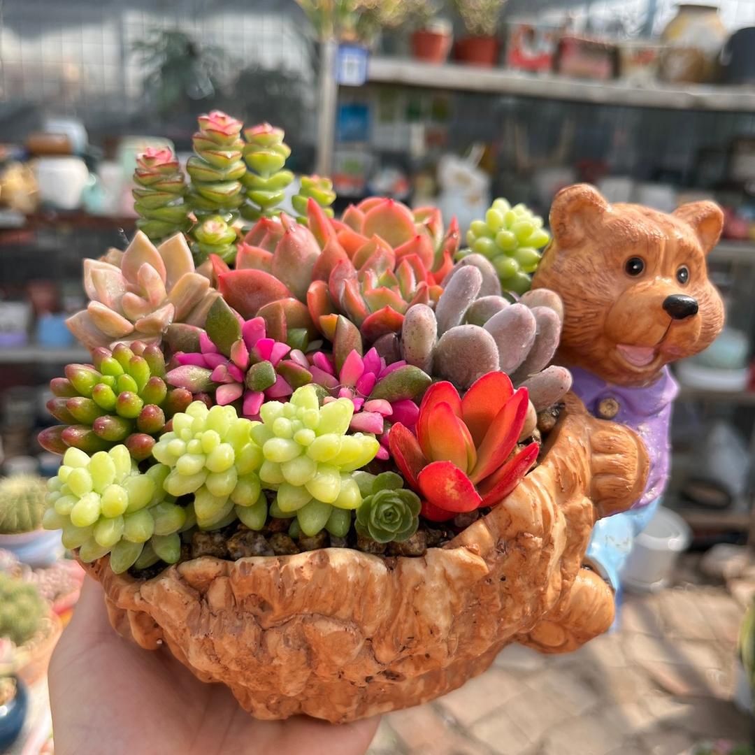 亳州多肉植物园