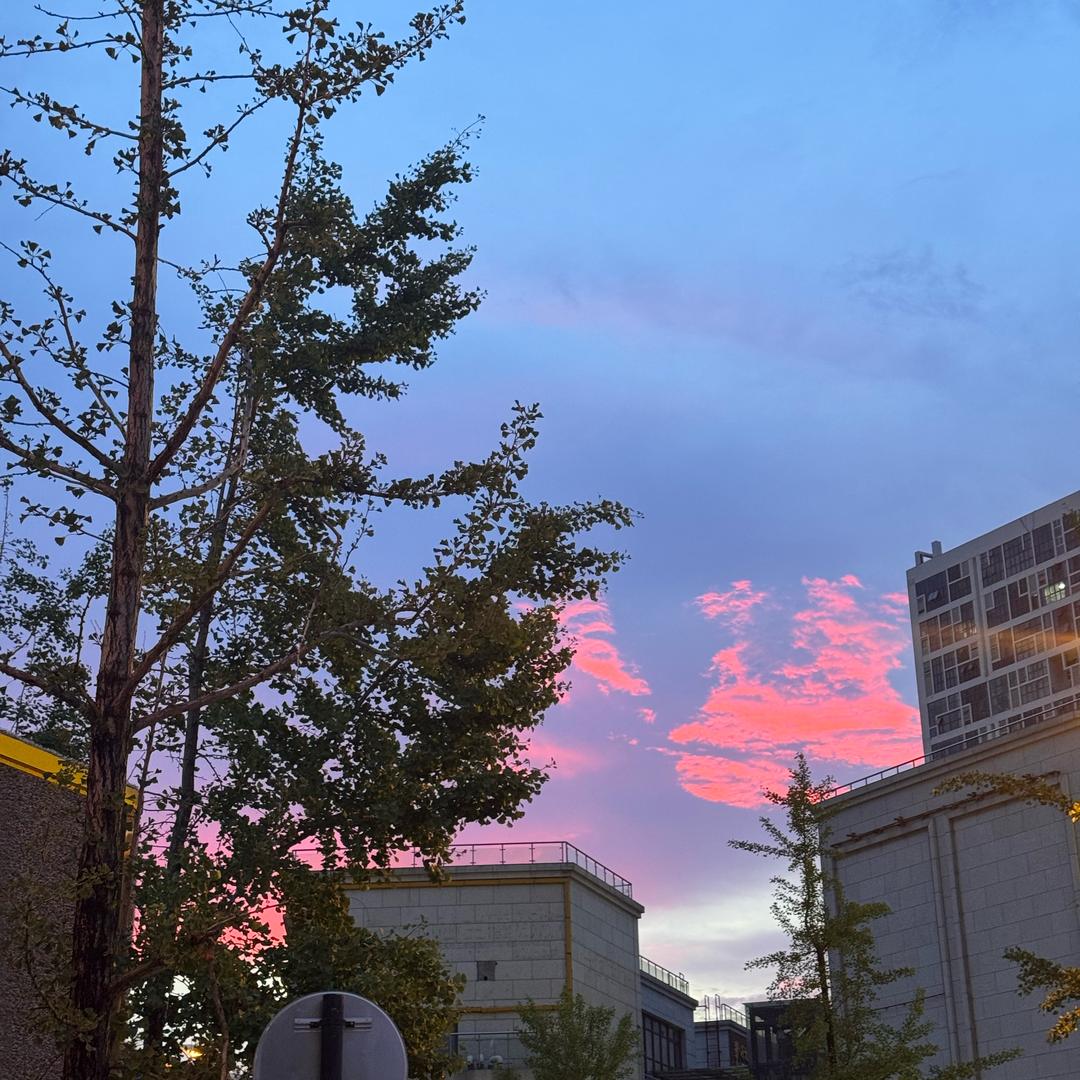 白天偷鸡