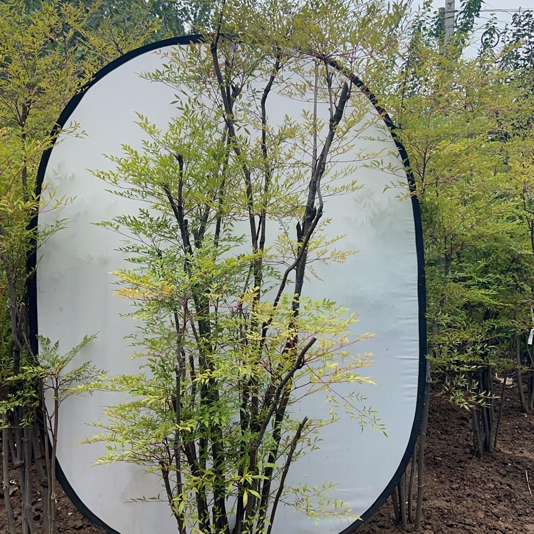十里花田园林