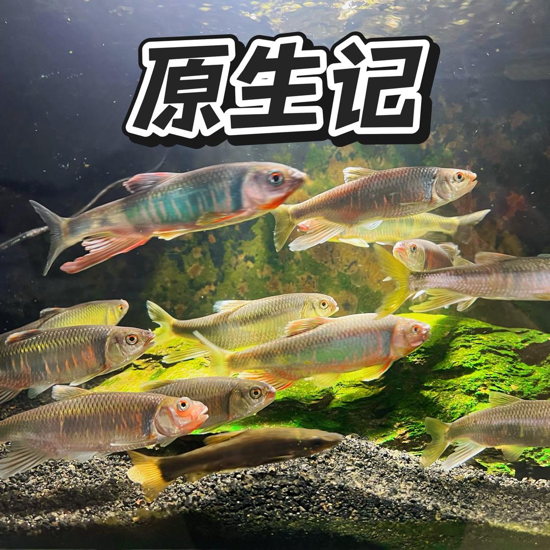原生记·山间溪隐