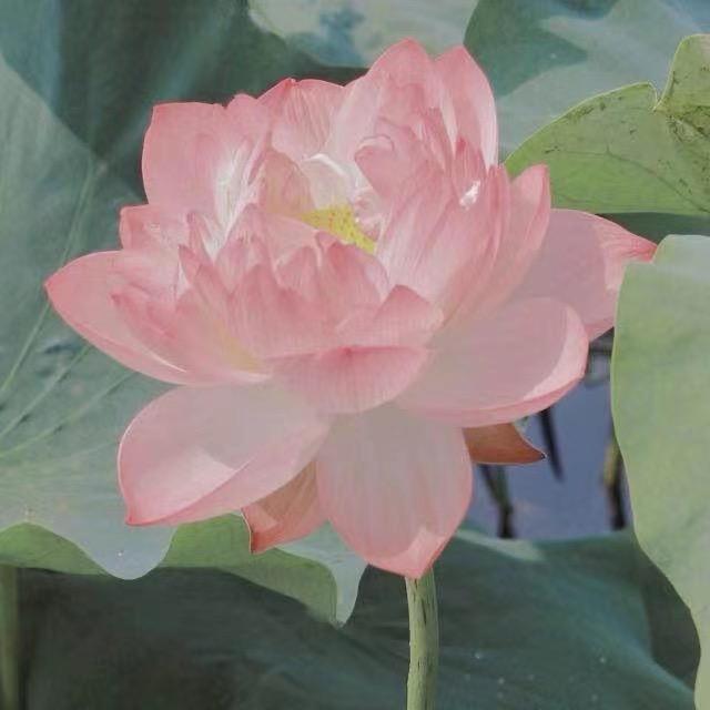 重生玫瑰之富贵花开