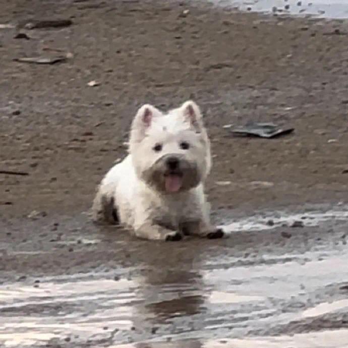 苏青🌊
