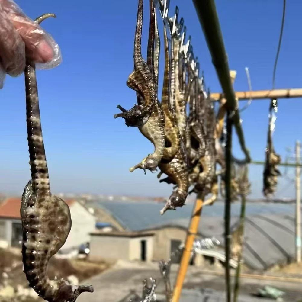 强枢堂海产品批发