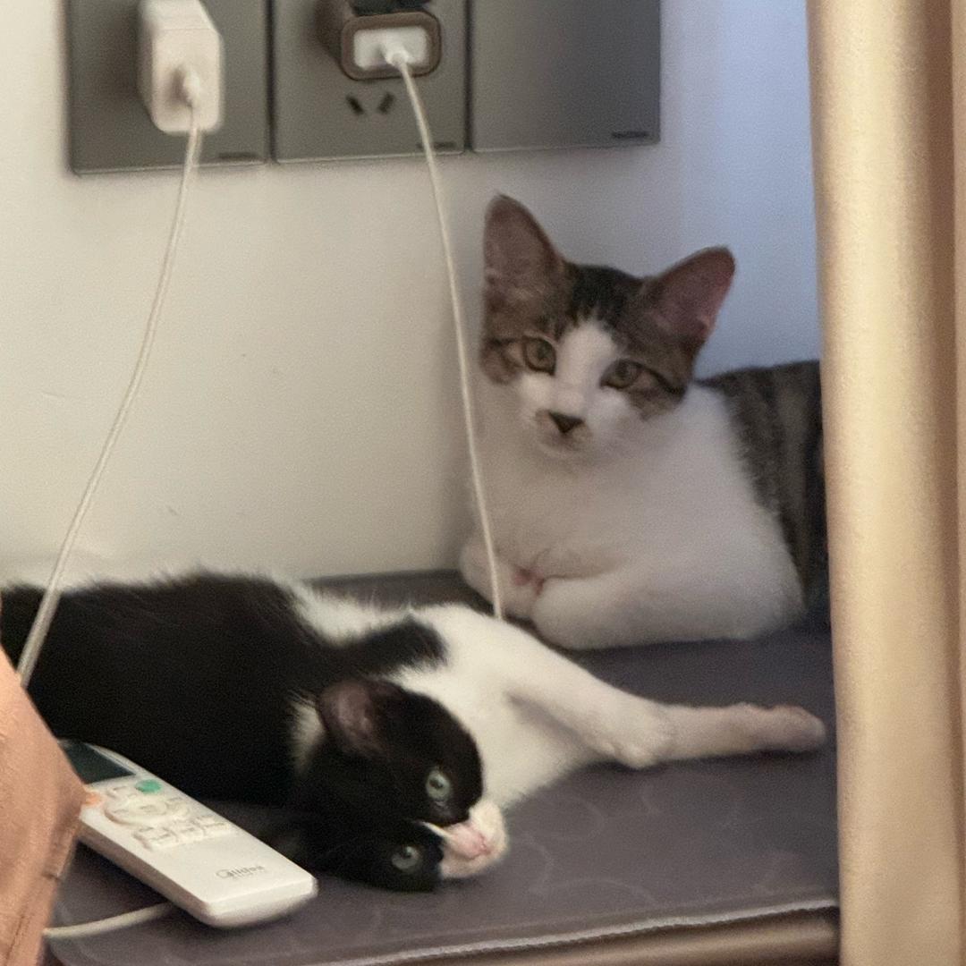 来财是只猫