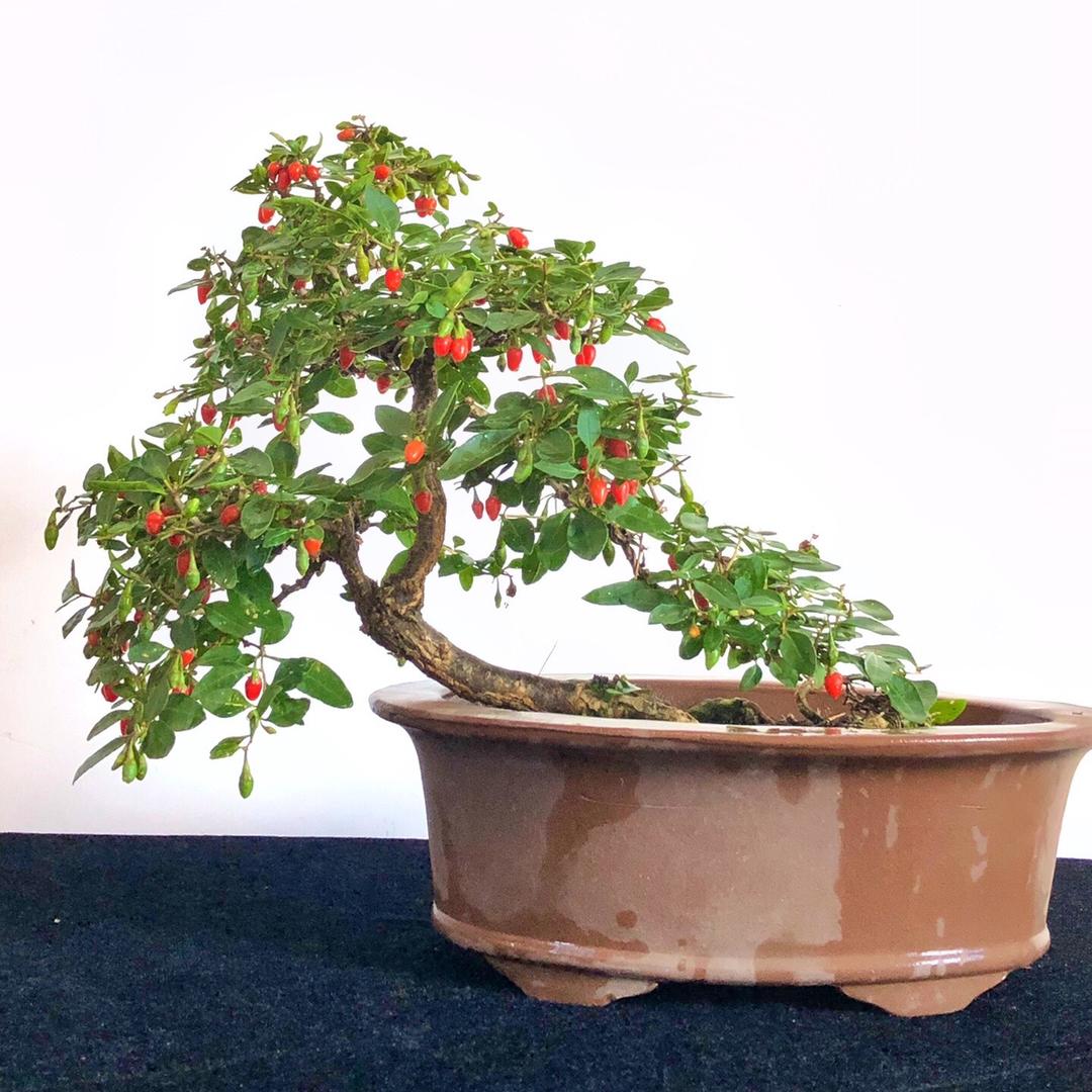 雨中山果落