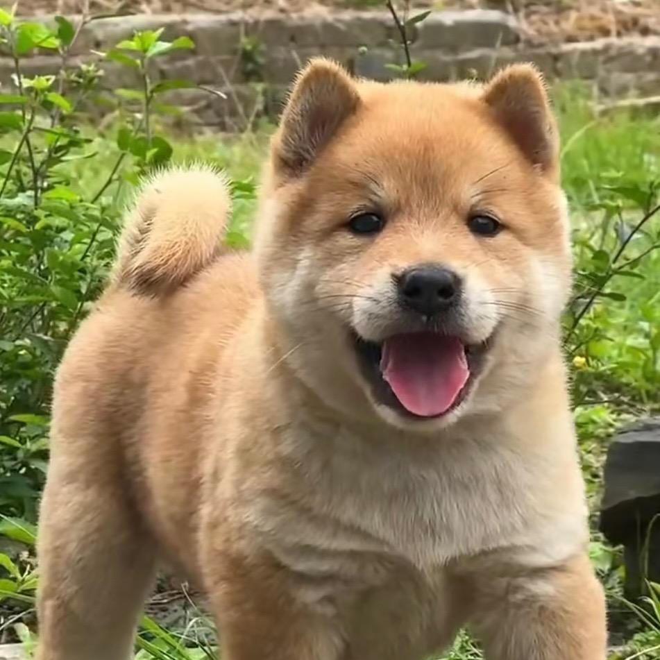 广西来福田园犬