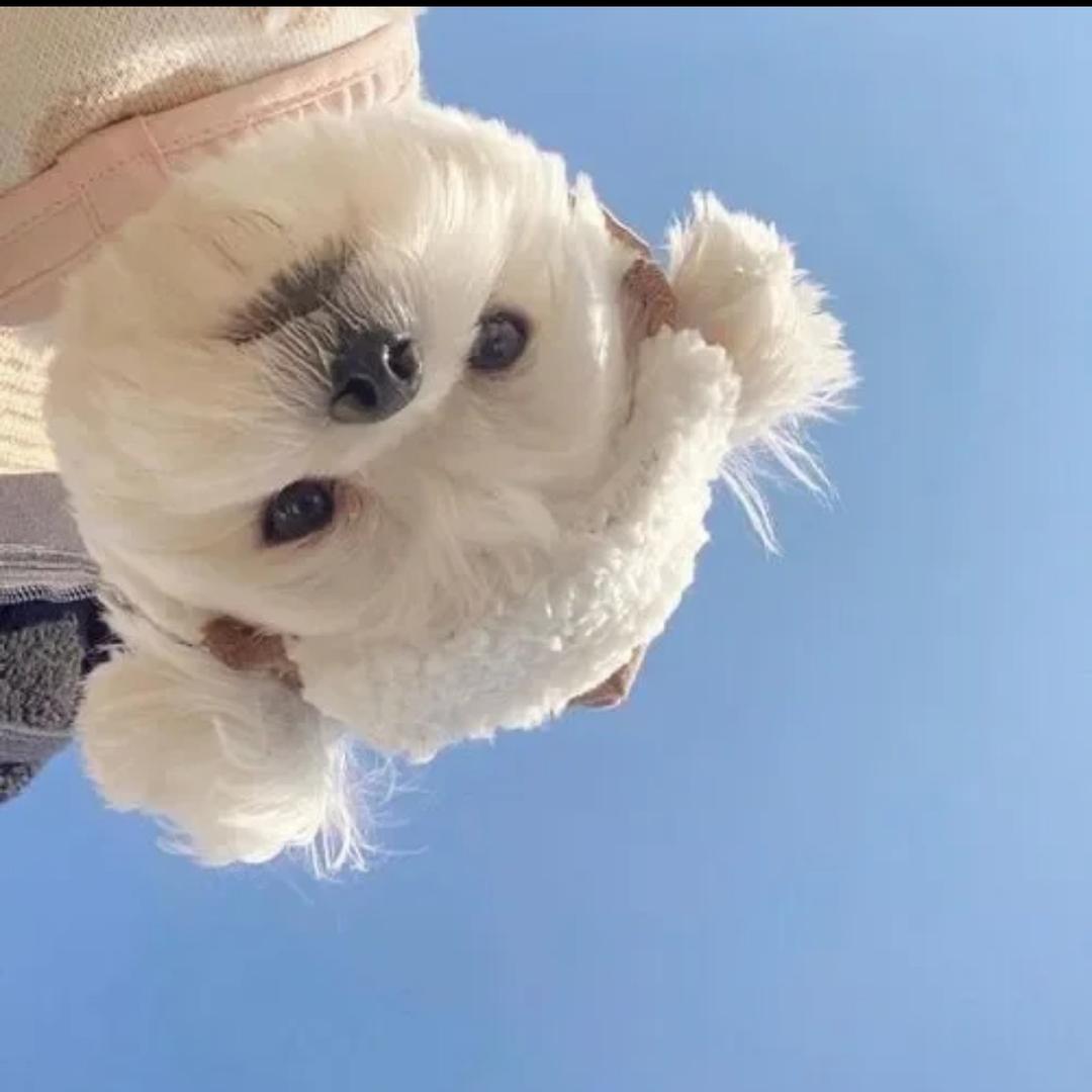团子@