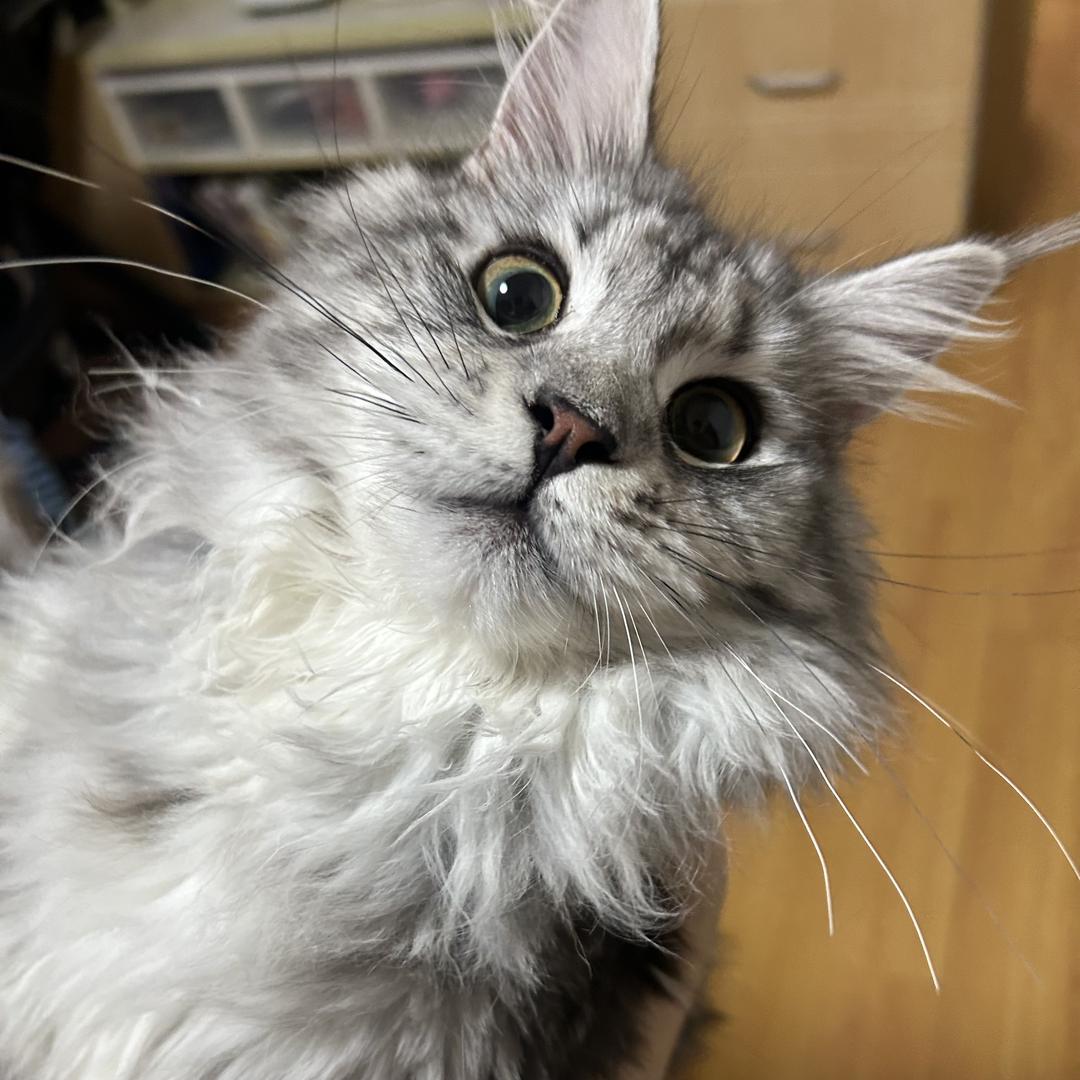 特立独行嗲喵