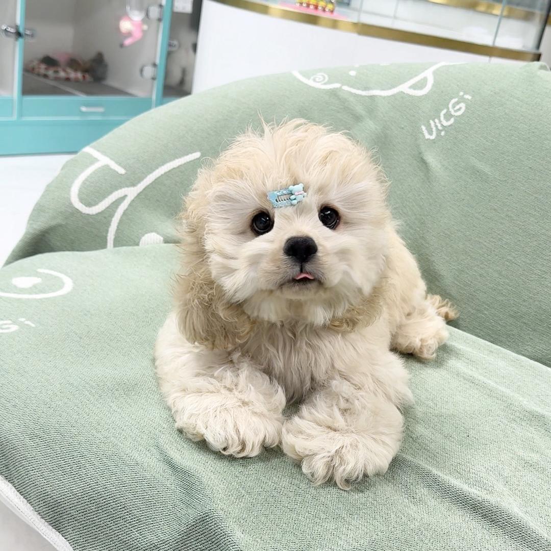 小鹿家美卡直播号