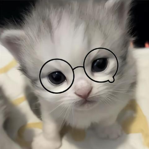 ᝰꪶಇꫀ⁴ ^ 🦈🦁