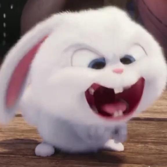 小兔子🐰