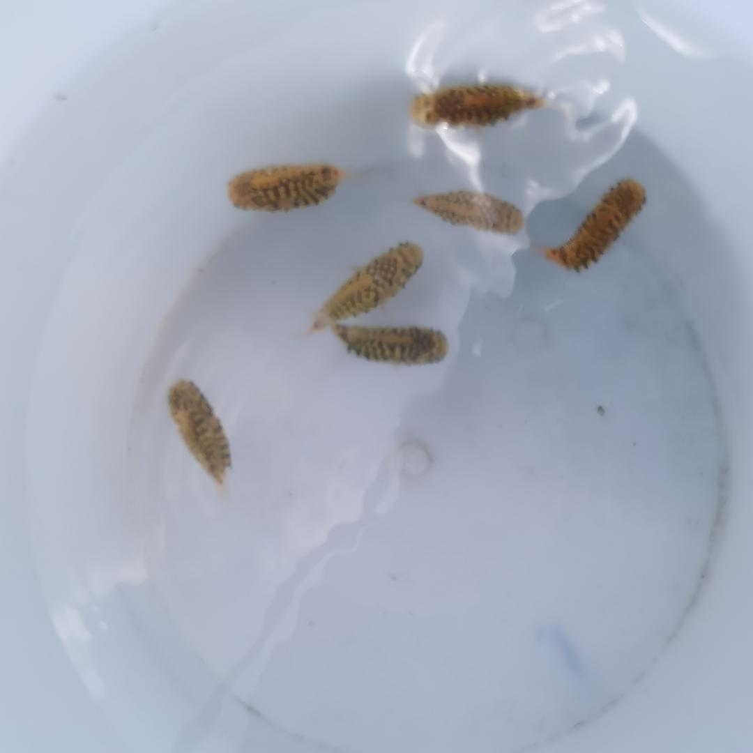 麻雀