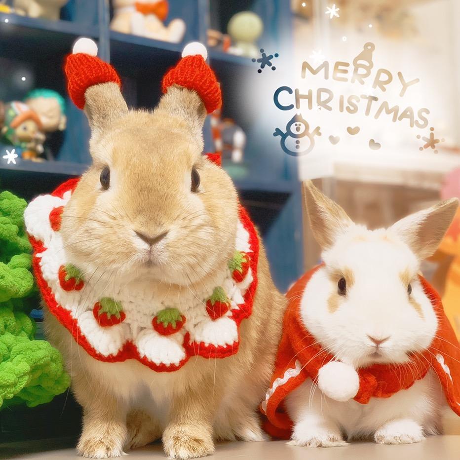 我有两只小兔子