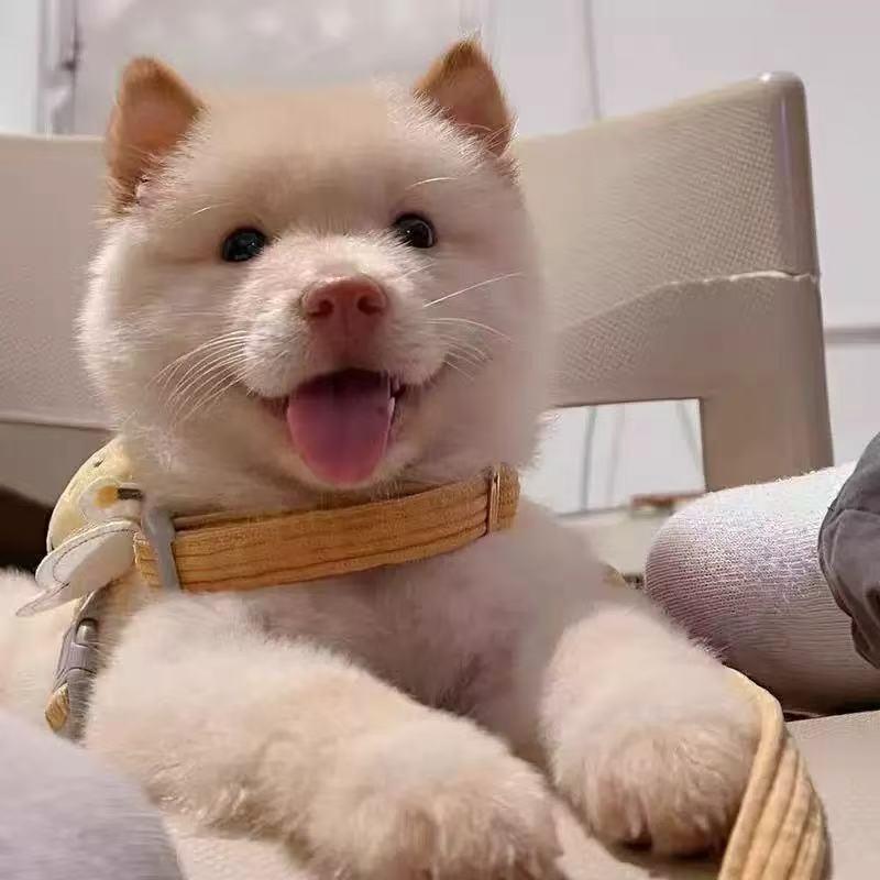 小泉狮