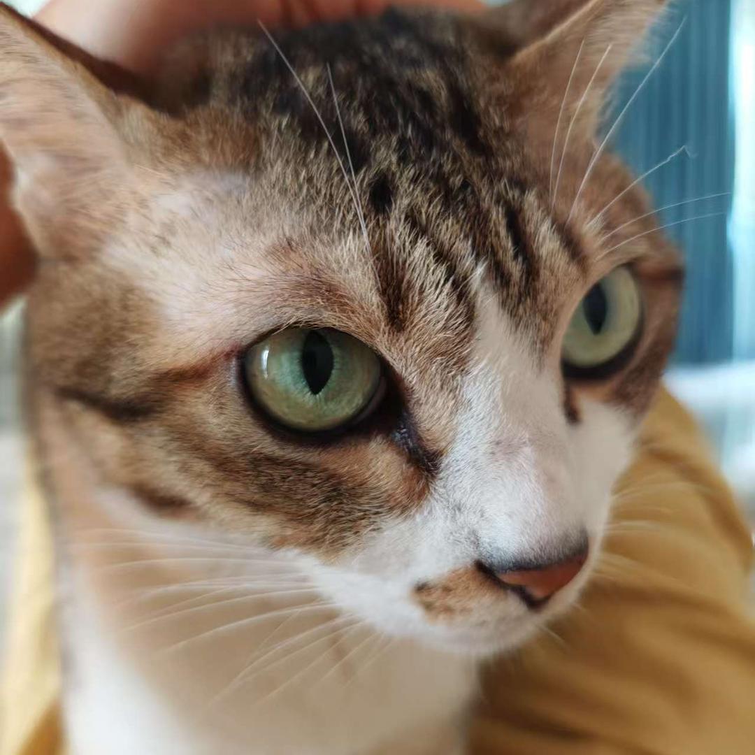 灰发挥
