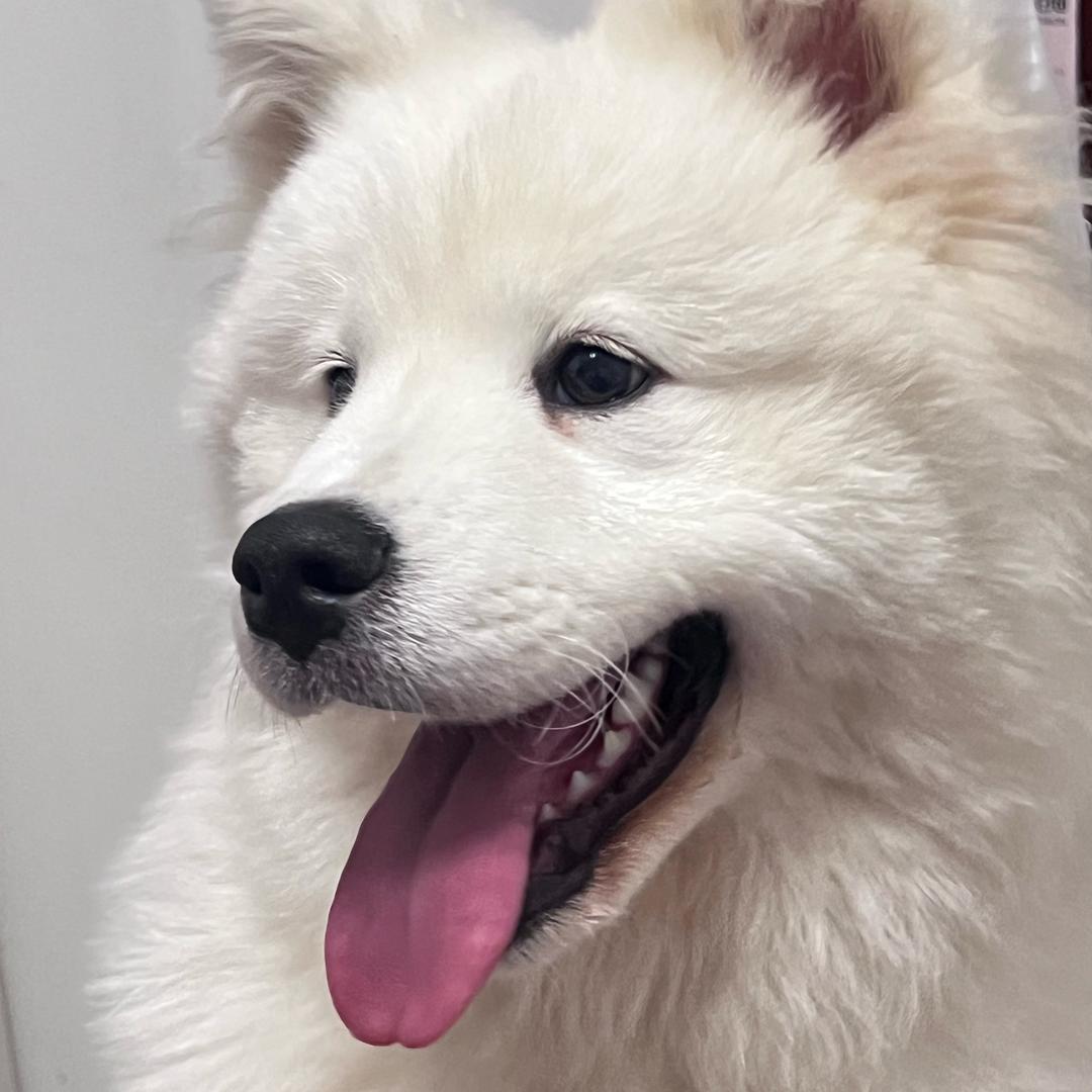 萨摩耶布丁🍮（买🐶私信）