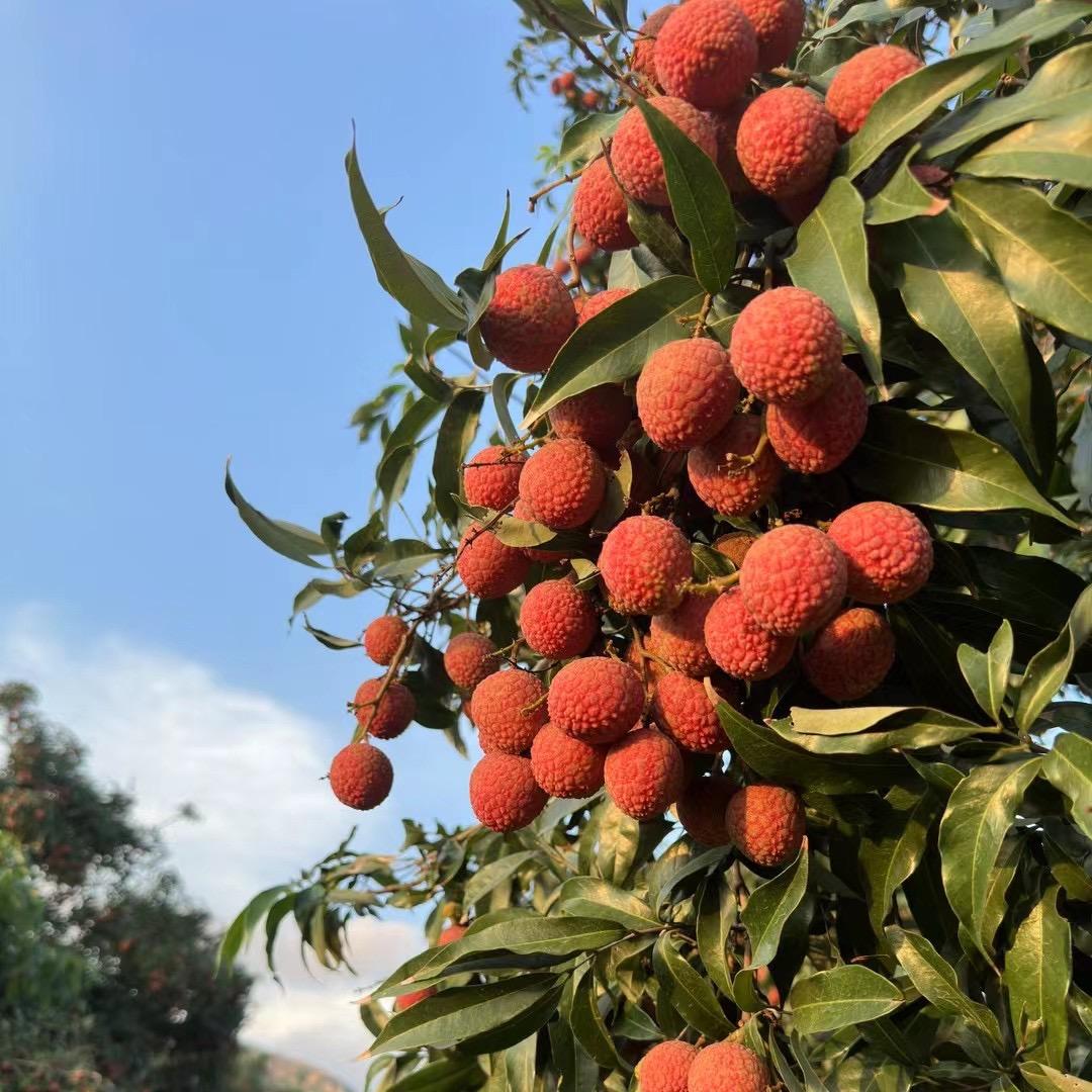 果大大🍊（荔枝季）