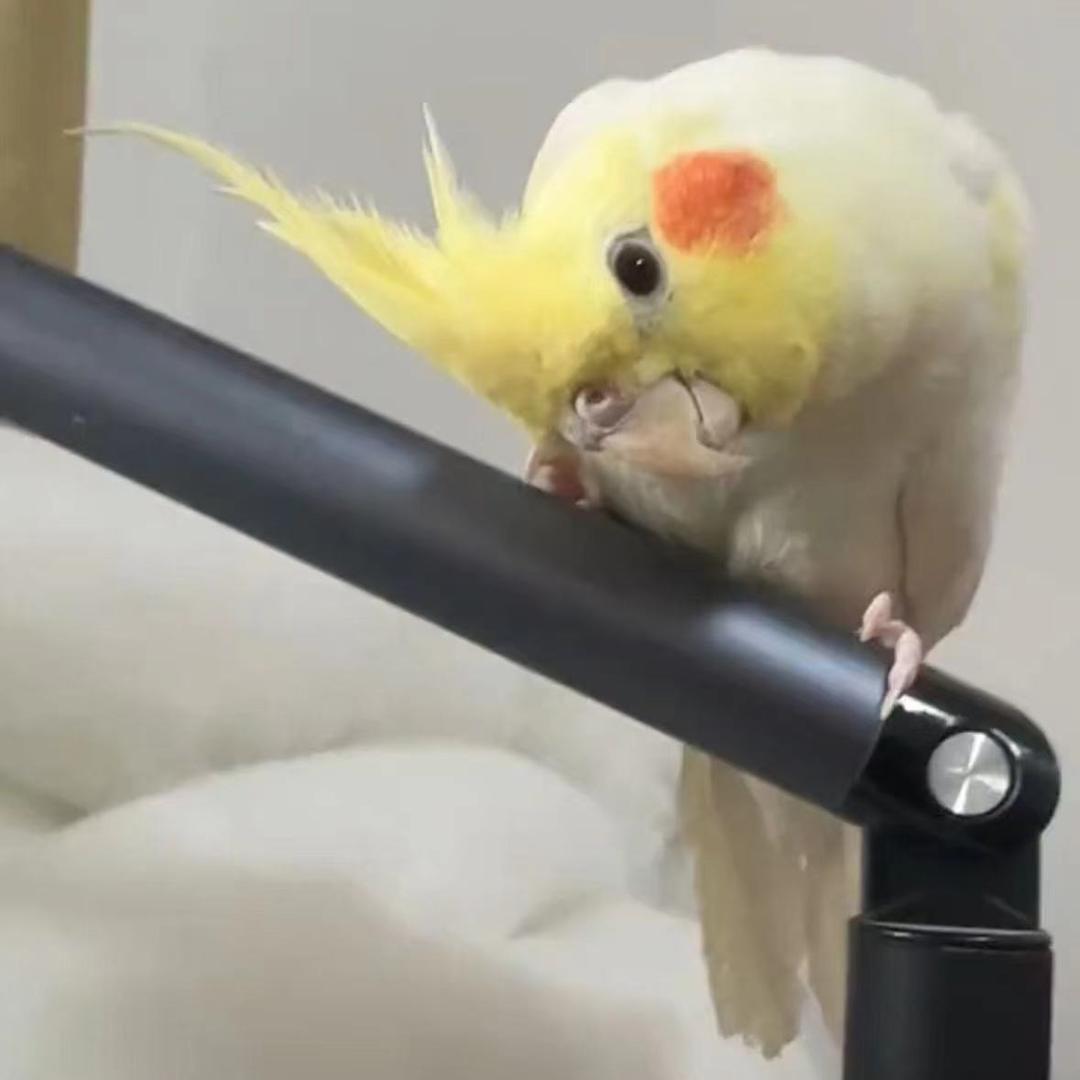 瓜瓜～